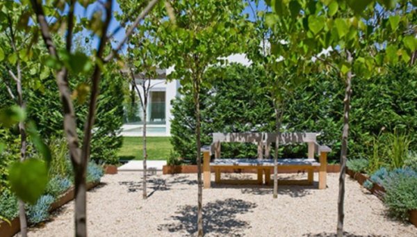 Pohon-pohon cemara yang rapi